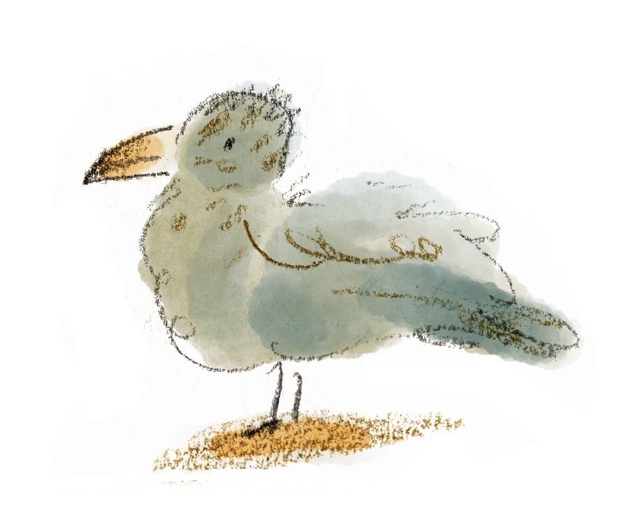 CecilySalt_Seagull_NF